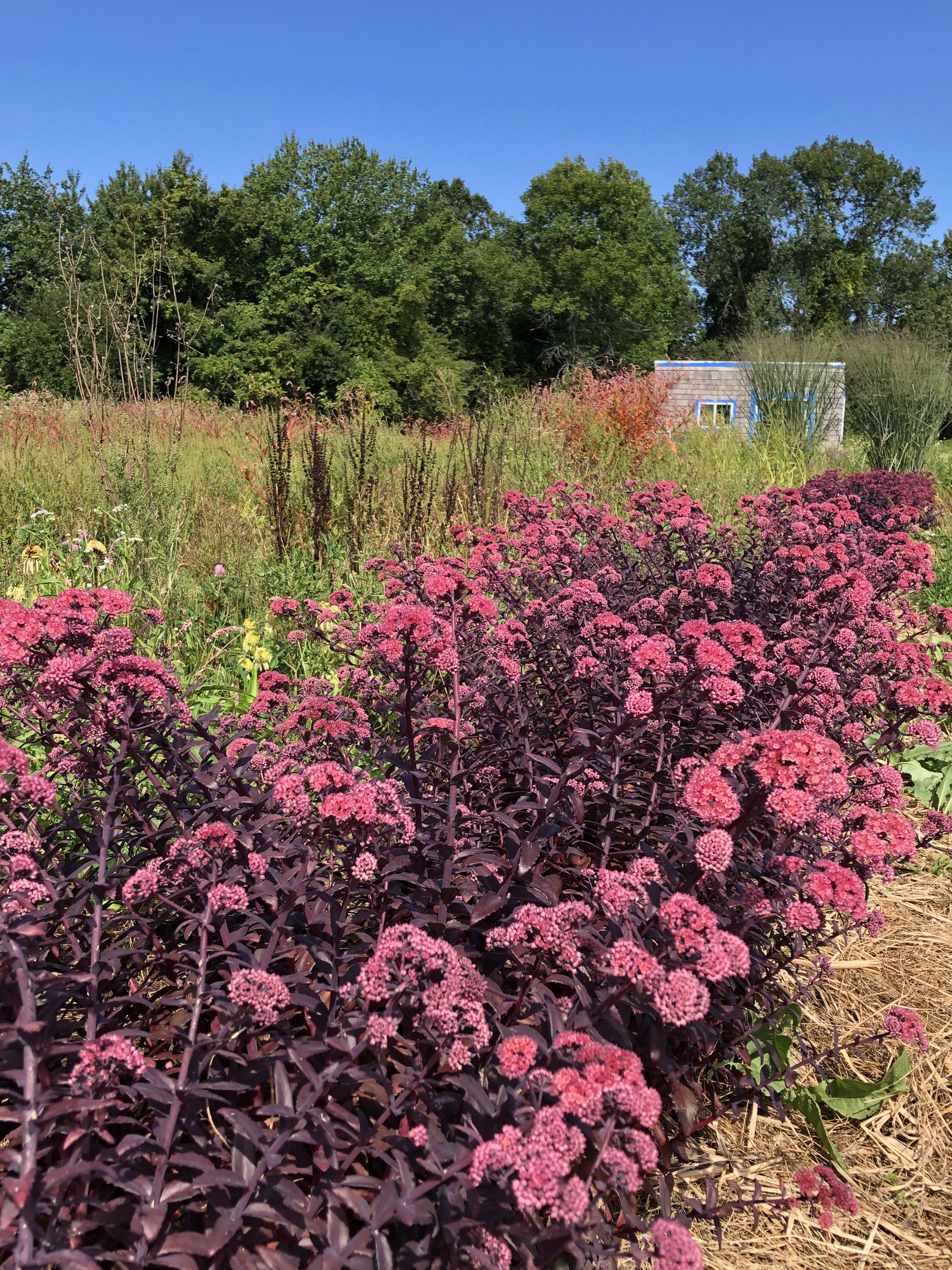 Sedum telephium 'Mojave Jewels Diamond'